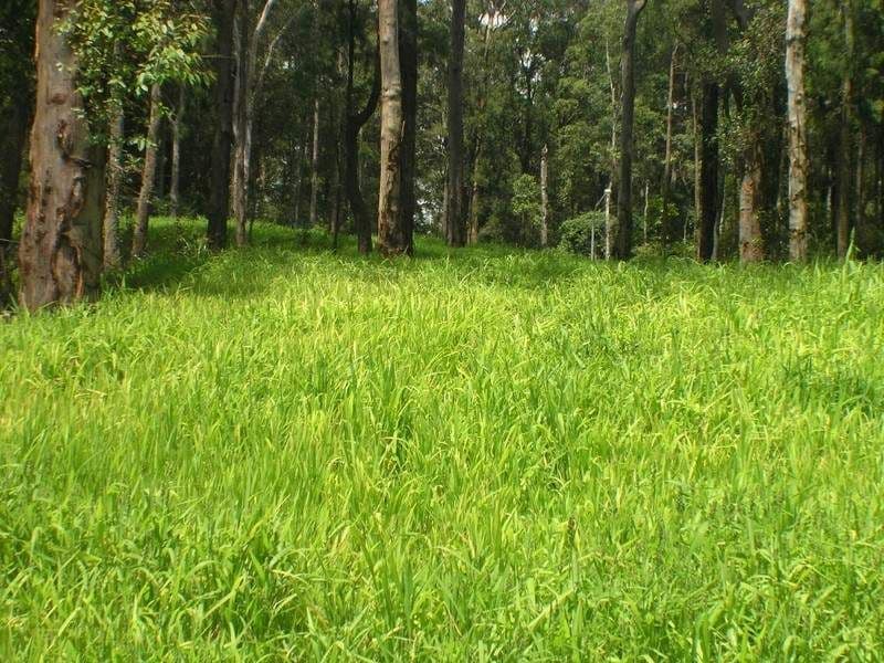 Lot 518 Sunnyvale Close, LISAROW NSW 2250, Lisarow - Image 1