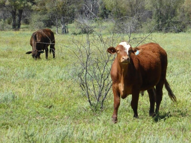 Lot 10 Frames Lane, Blackall QLD 4472, Blackall - Thumbnail 2