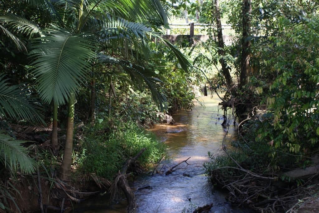 447 Bulgun Road, TULLY QLD 4854, Tully - Thumbnail 3