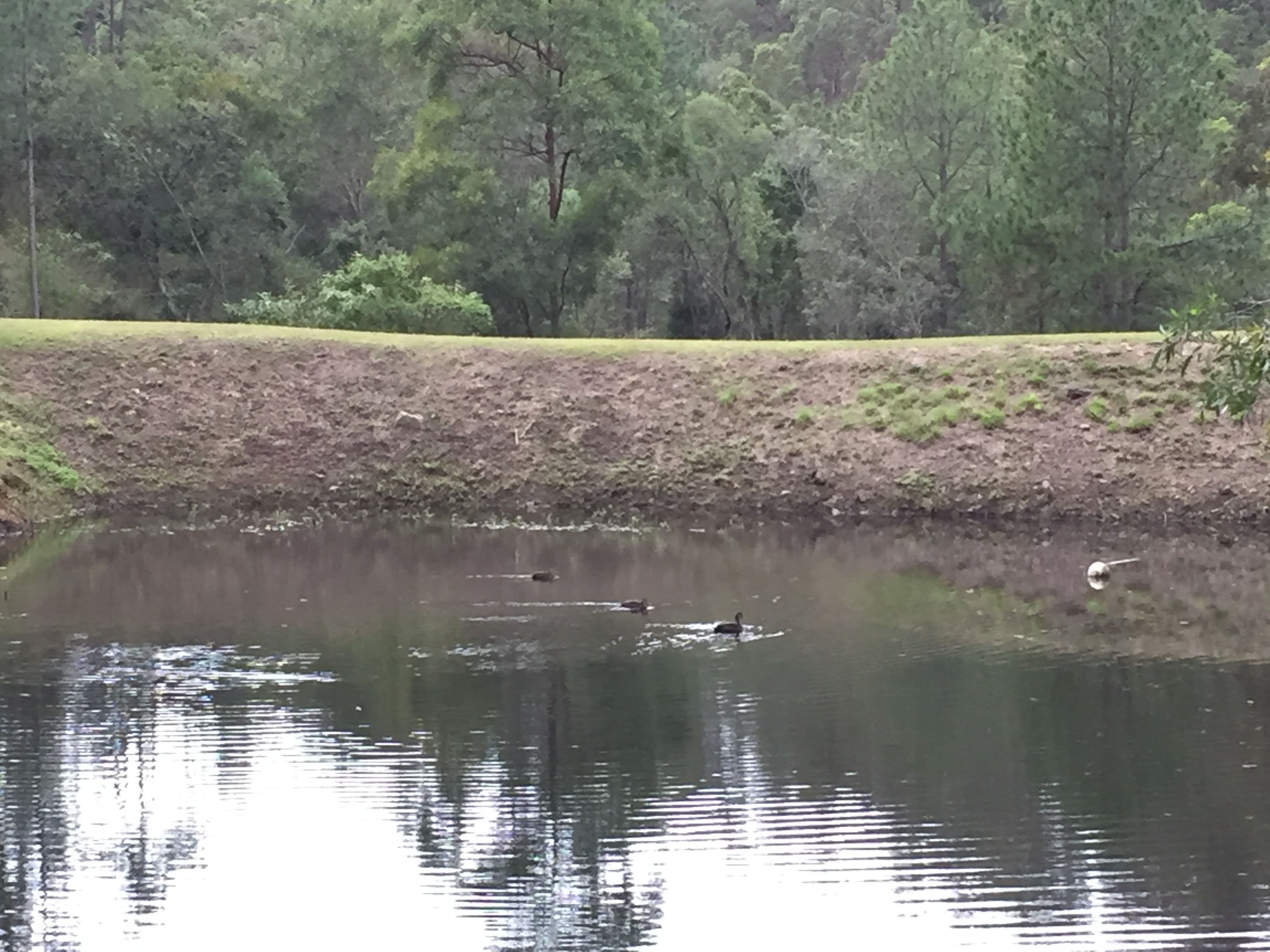 119 Dillon Road, The Gap QLD 4061, The Gap - Thumbnail 5