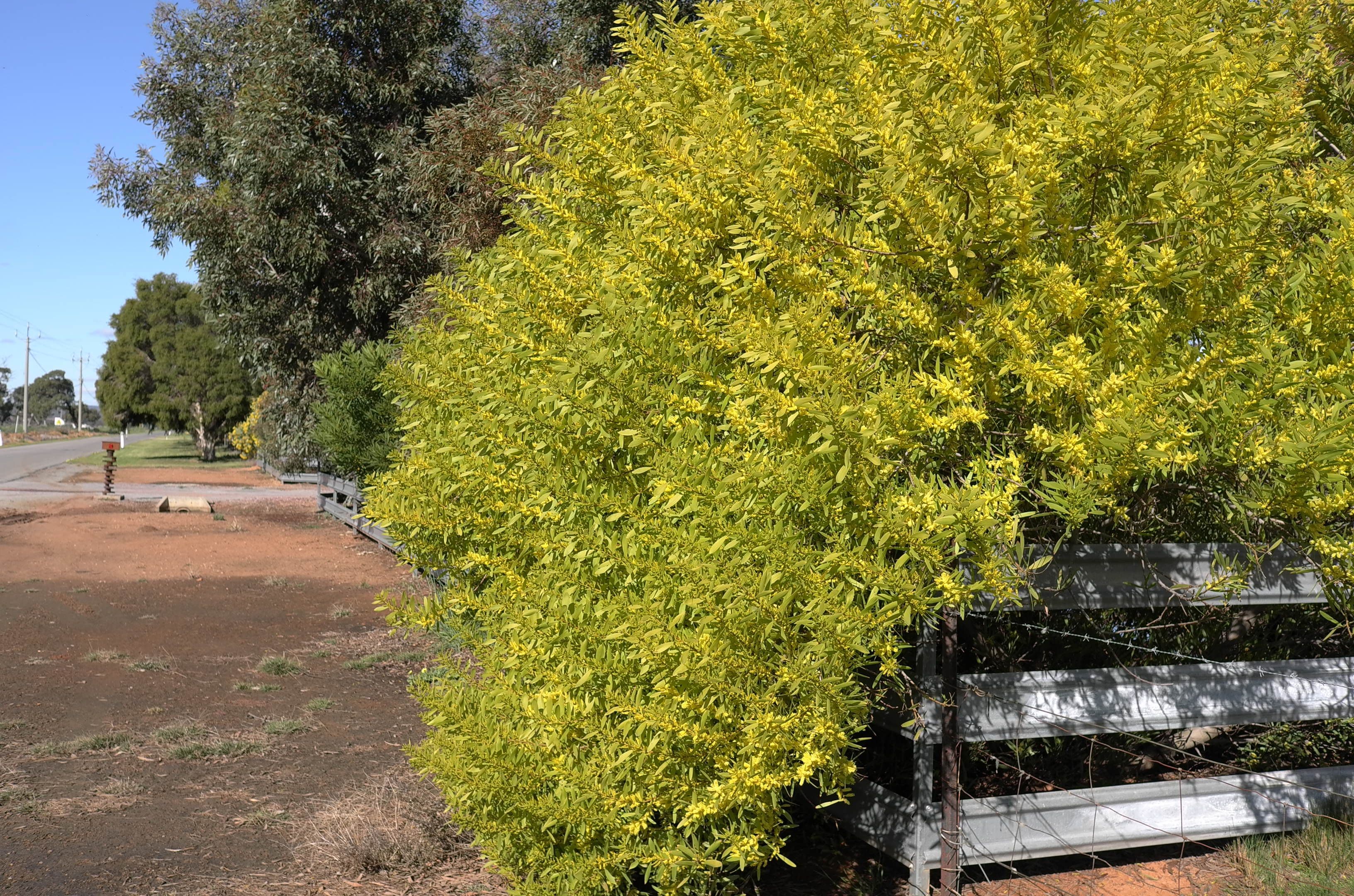 Lot 1 45 Grigg Road, Leeton NSW 2705, Leeton - Thumbnail 2
