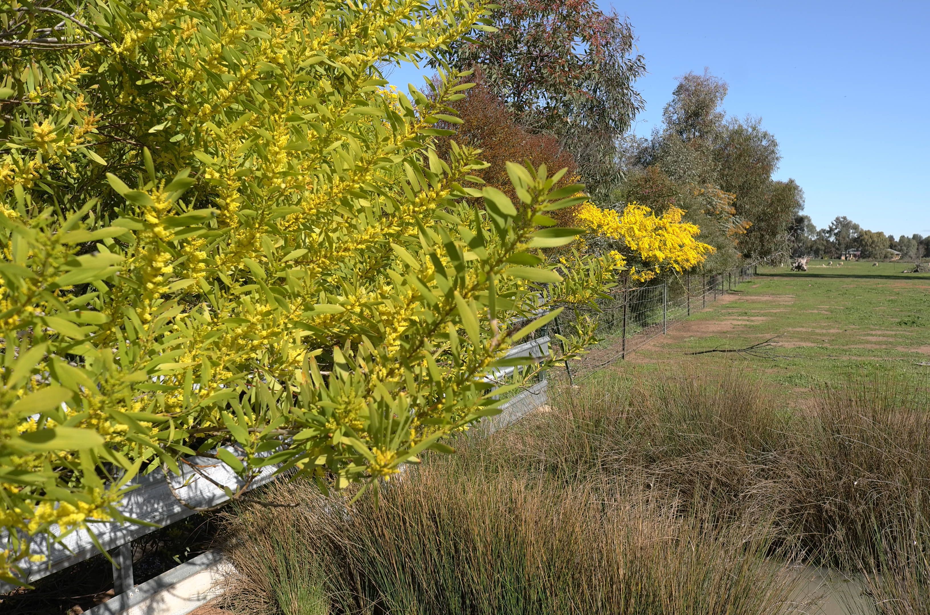 Lot 1 45 Grigg Road, Leeton NSW 2705, Leeton - Thumbnail 3