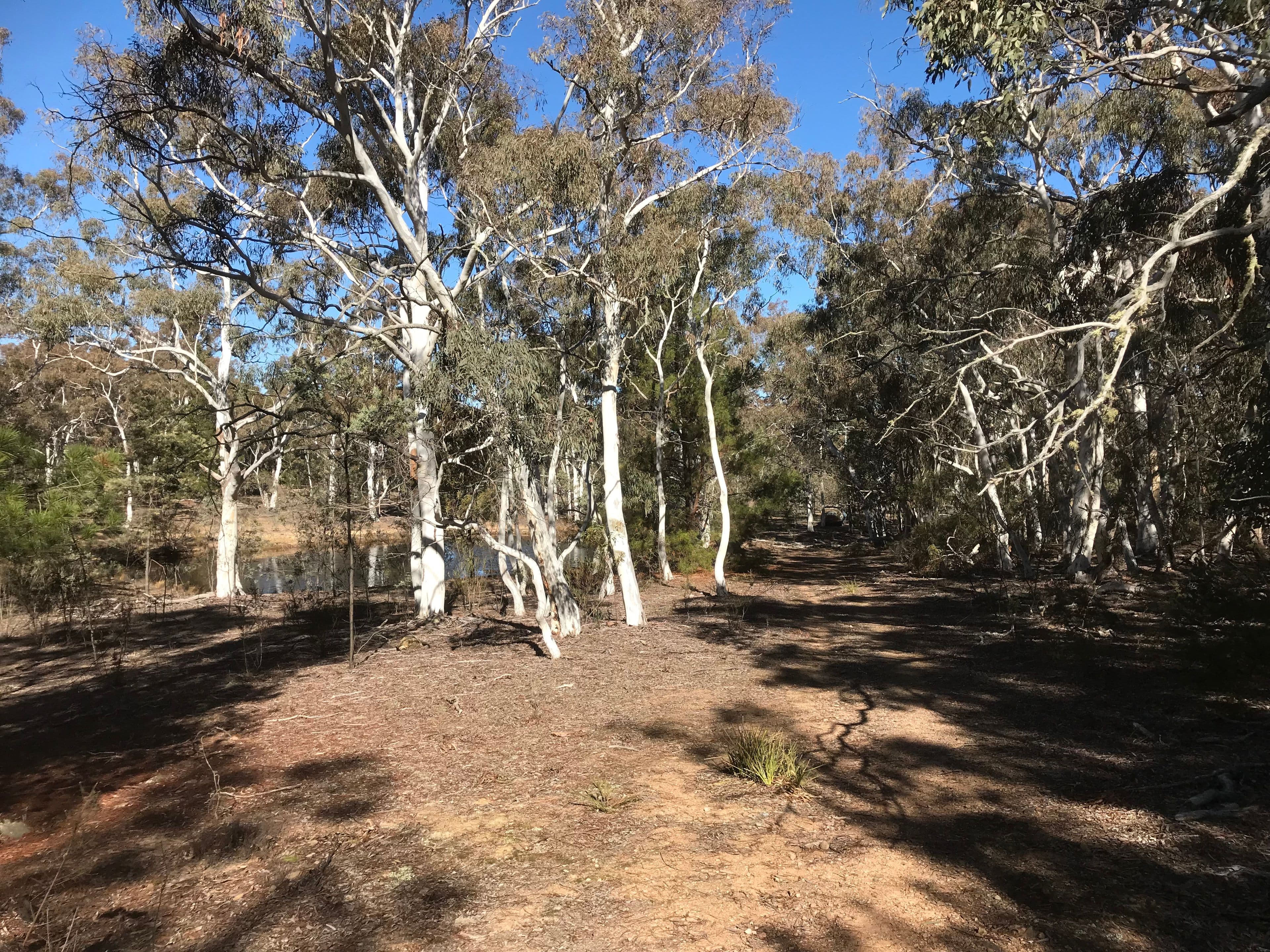 203 Poppet Road, WAMBOIN NSW 2620, Wamboin - Thumbnail 5