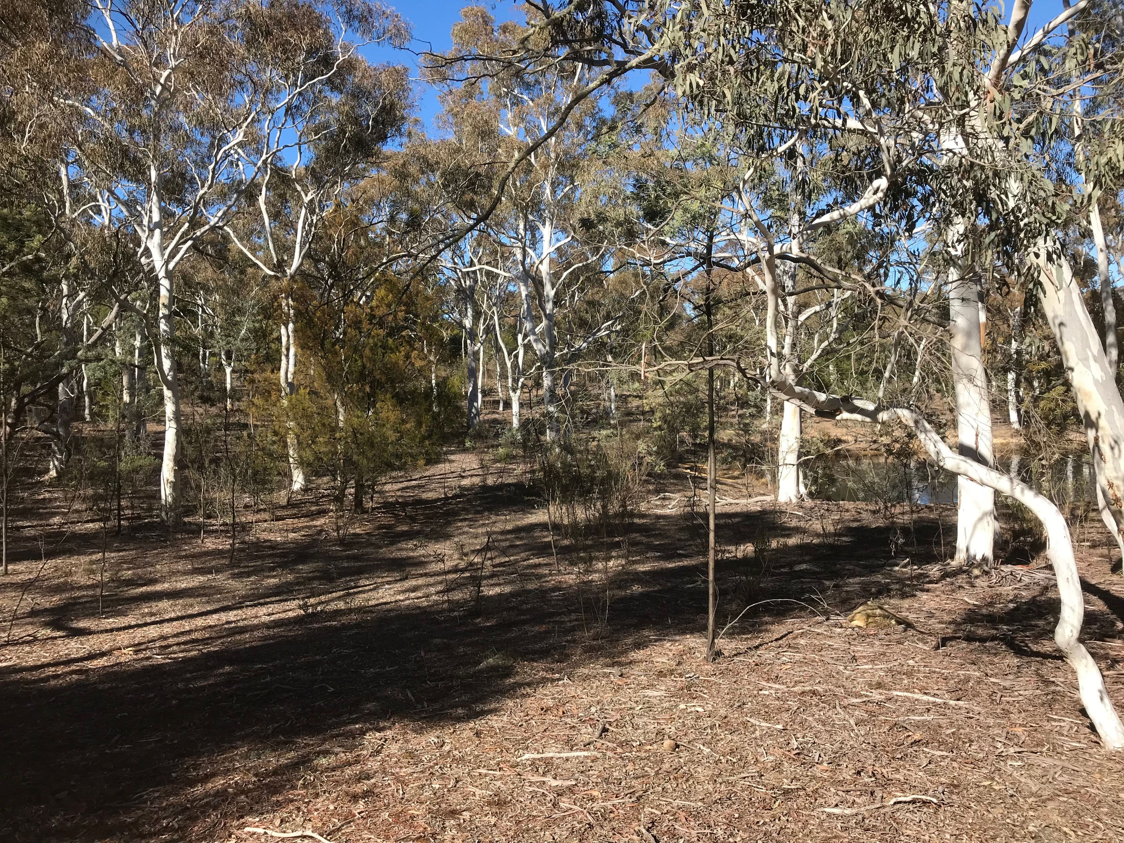 203 Poppet Road, WAMBOIN NSW 2620, Wamboin - Thumbnail 6