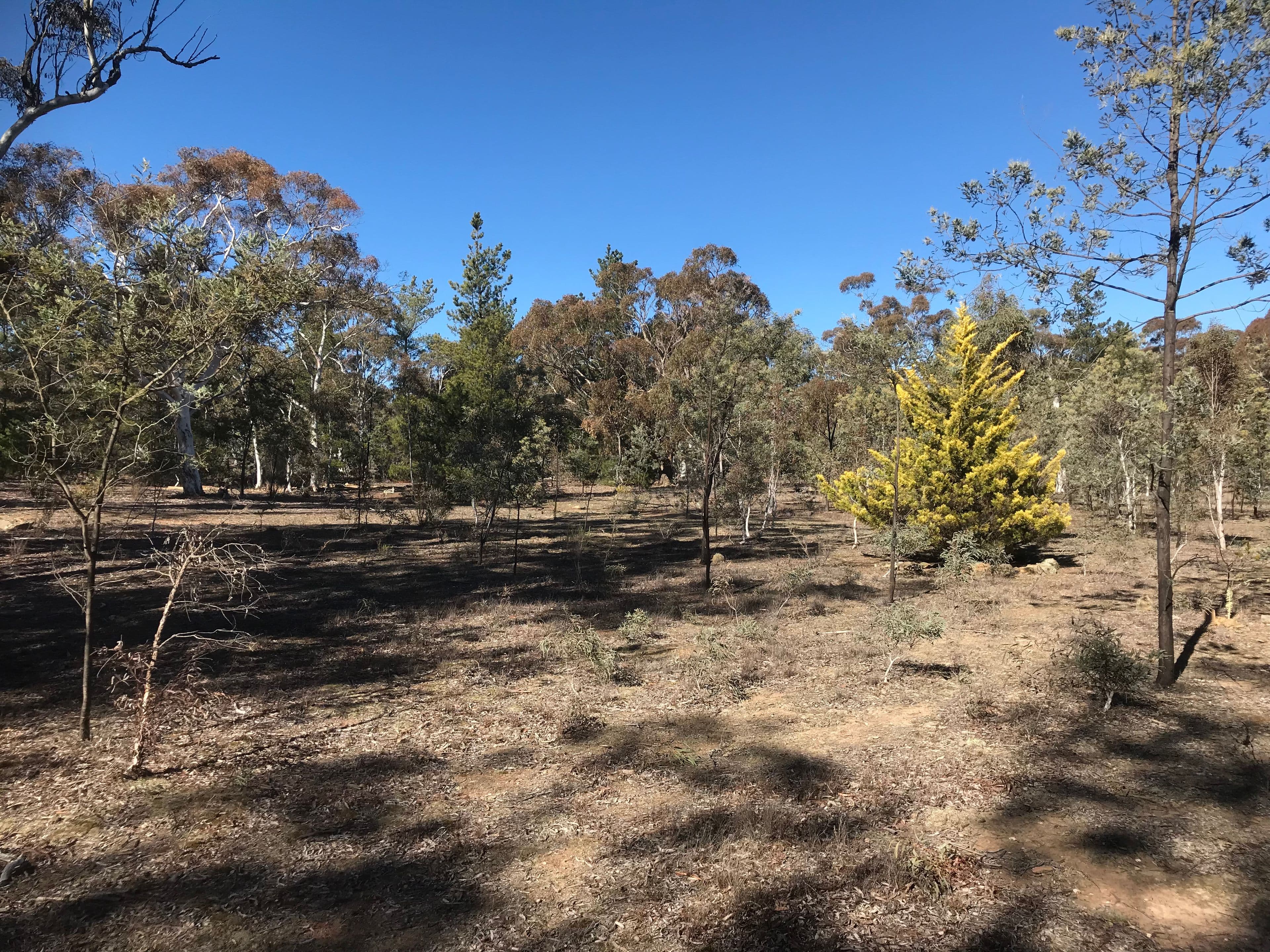 203 Poppet Road, WAMBOIN NSW 2620, Wamboin - Thumbnail 7