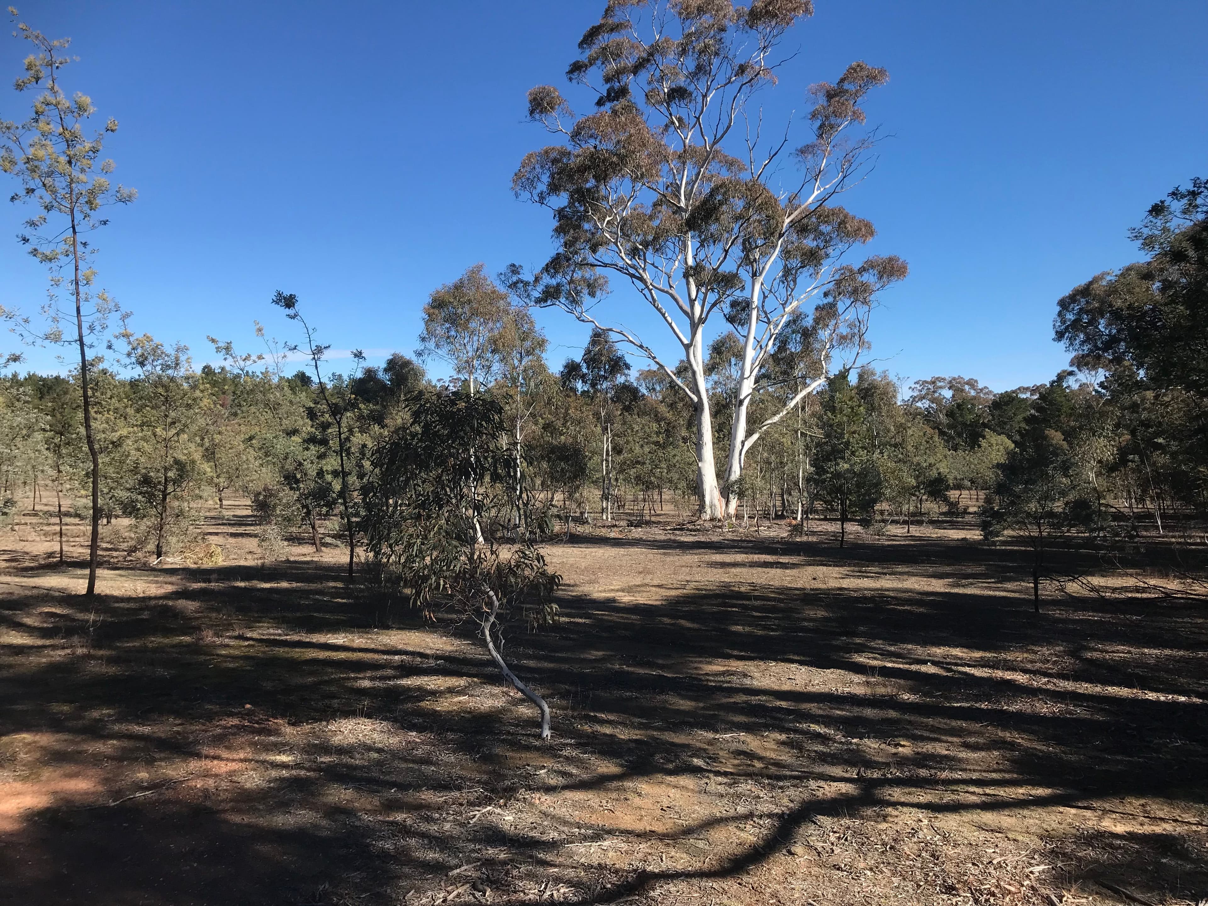 203 Poppet Road, WAMBOIN NSW 2620, Wamboin - Thumbnail 8