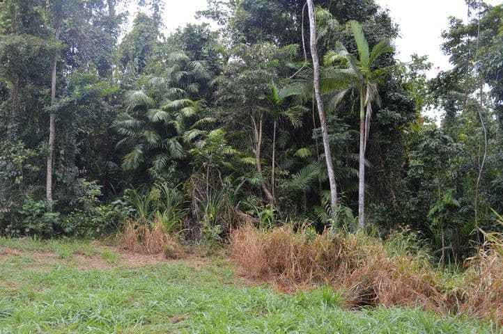 71 Cutten Street, Bingil Bay QLD 4852, Bingil Bay - Thumbnail 5