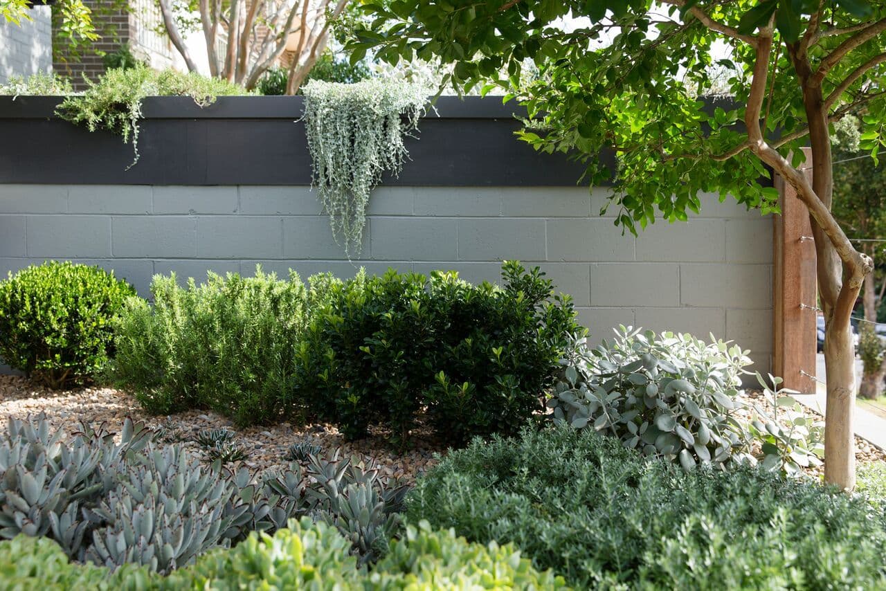 65 Mount Street, Coogee - Thumbnail 7