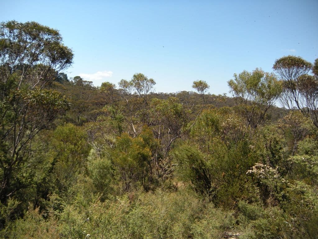 36 Kenny Street, MOUNT VICTORIA NSW 2786, Mount Victoria - Thumbnail 5