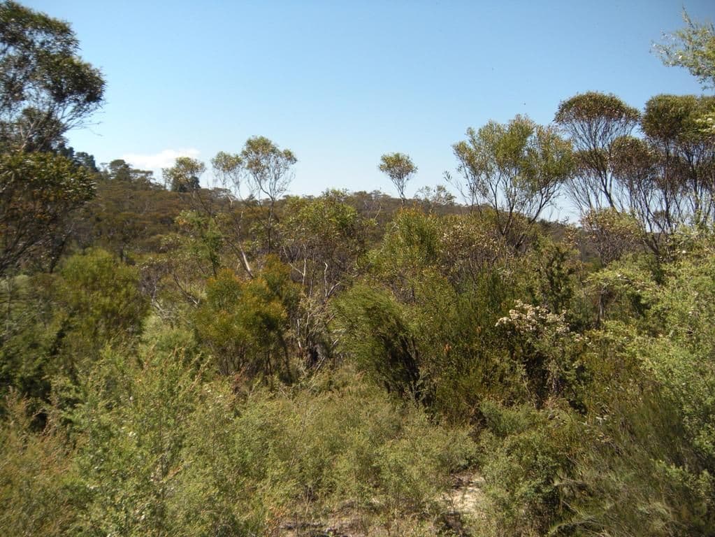 36 Kenny Street, MOUNT VICTORIA NSW 2786, Mount Victoria - Thumbnail 6