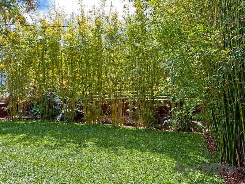 39 Felstead Street, Everton Park QLD 4053, Everton Park - Thumbnail 7