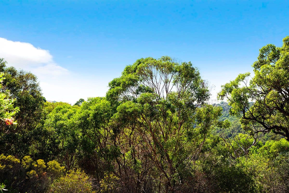 31 Thomas Mitchell Drive, Barden Ridge - Thumbnail 8