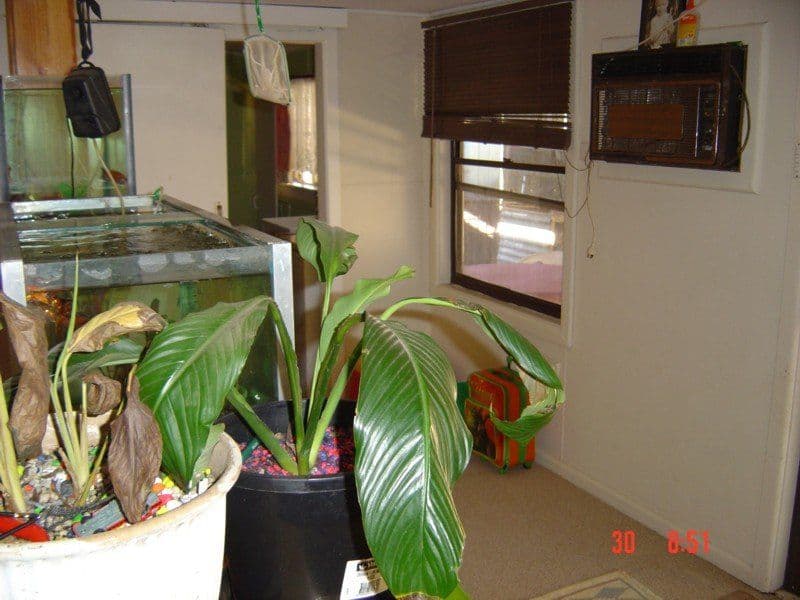 90 Farnell Street, FORBES NSW 2871, Forbes - Thumbnail 8