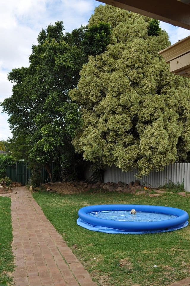 17 Hillegine Court, GOSNELLS WA 6110, Gosnells - Thumbnail 7