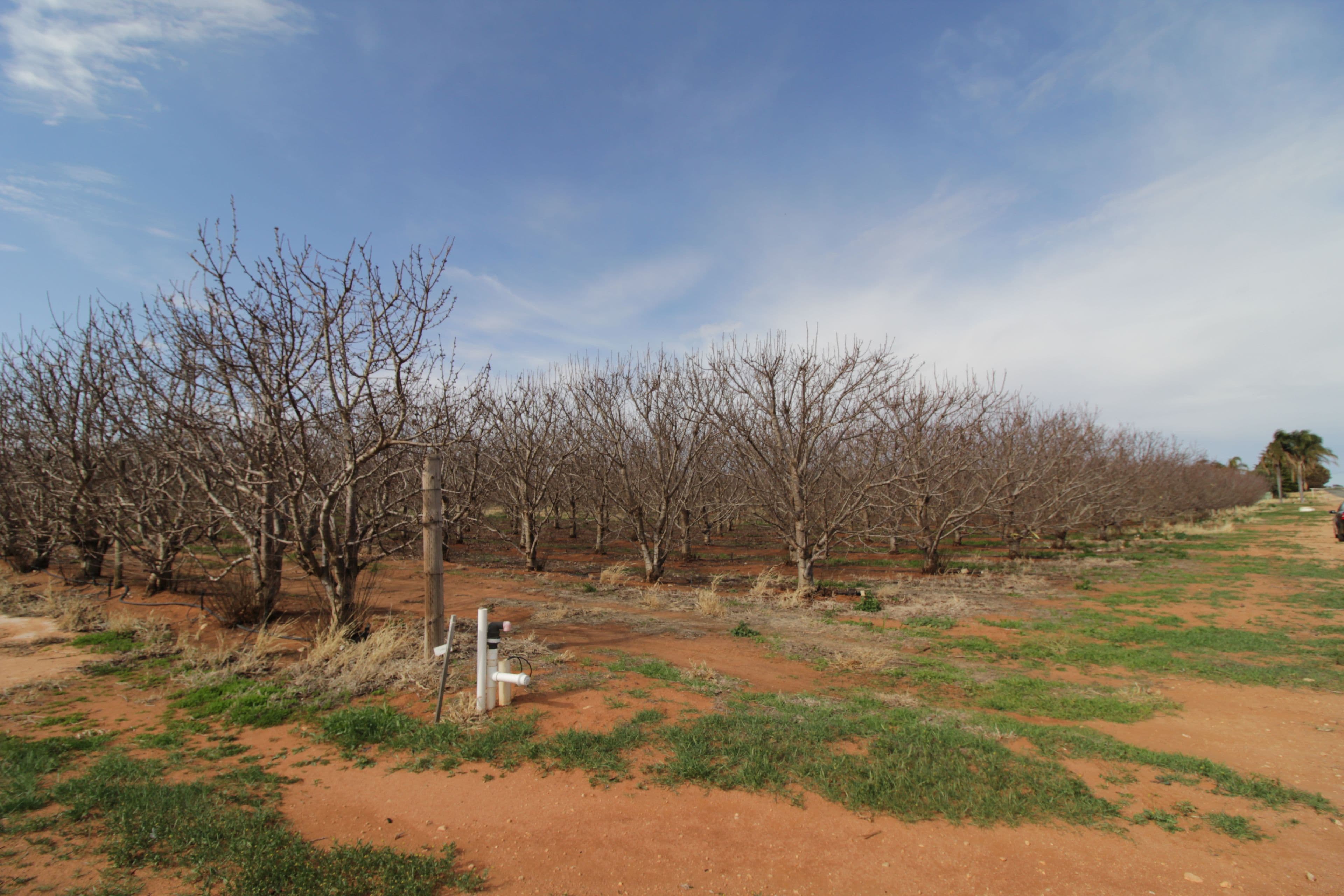 45 Dunstone Road, Barmera SA 5345, Barmera - Image 1
