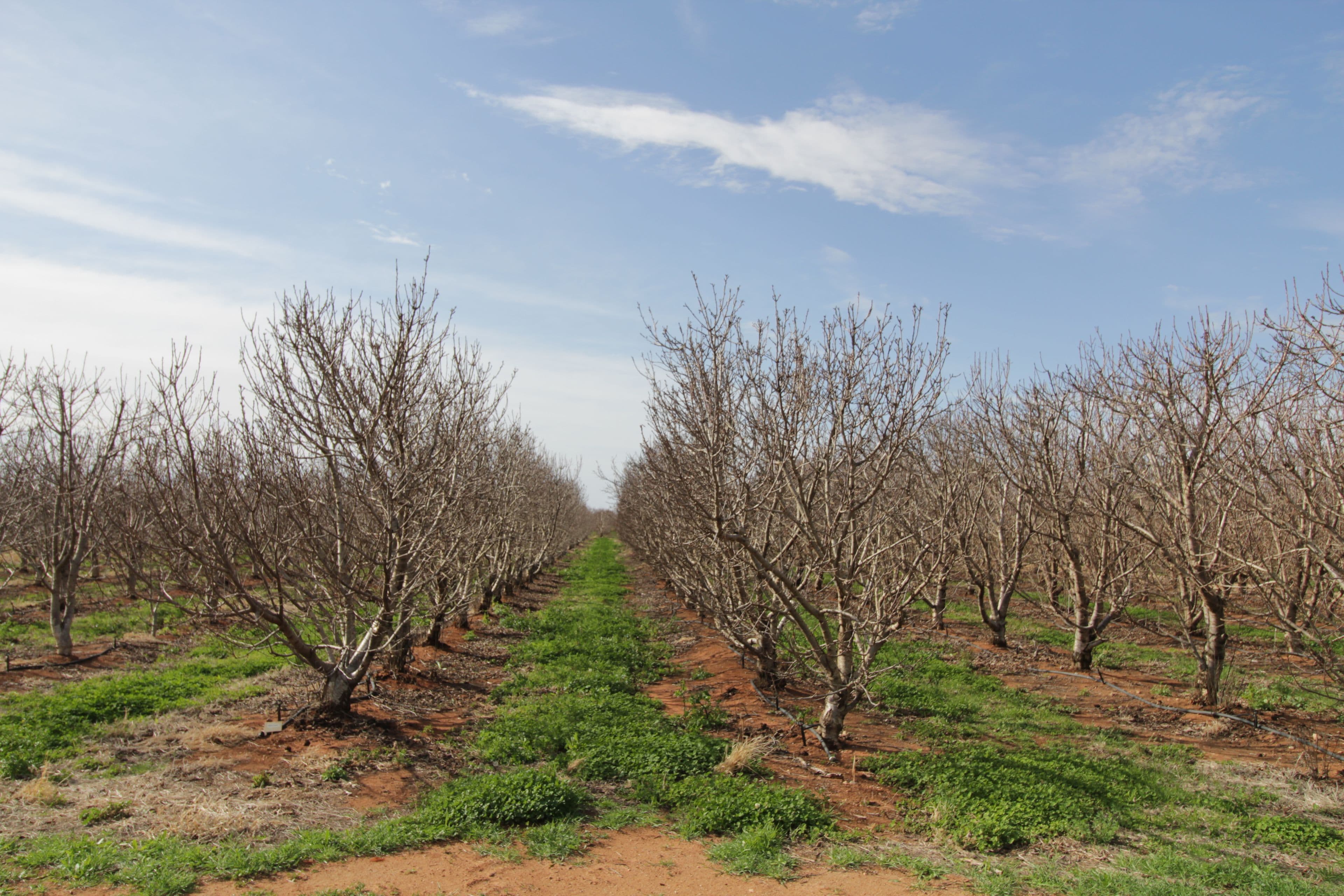 45 Dunstone Road, Barmera SA 5345, Barmera - Thumbnail 2