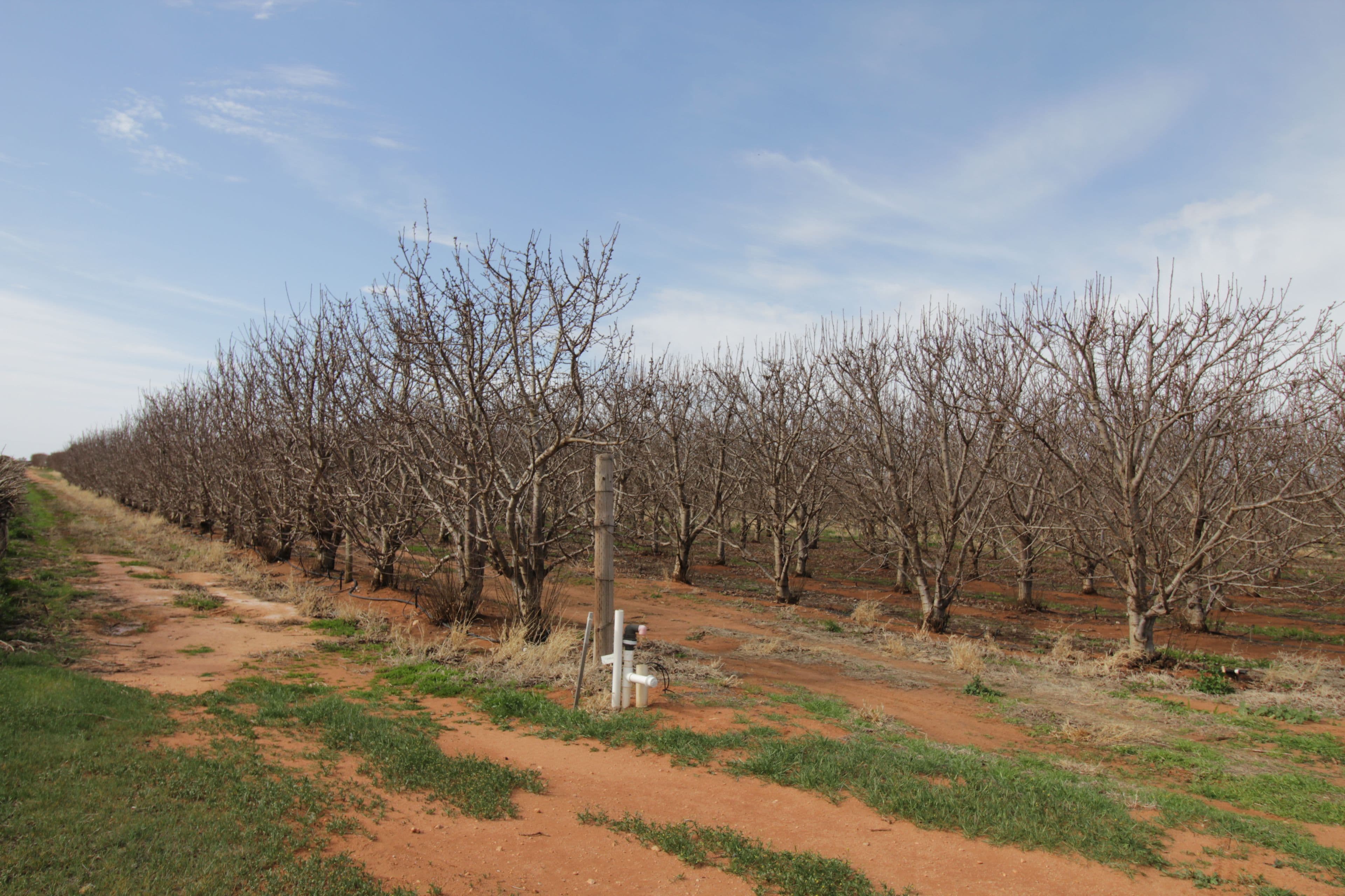 45 Dunstone Road, Barmera SA 5345, Barmera - Thumbnail 3