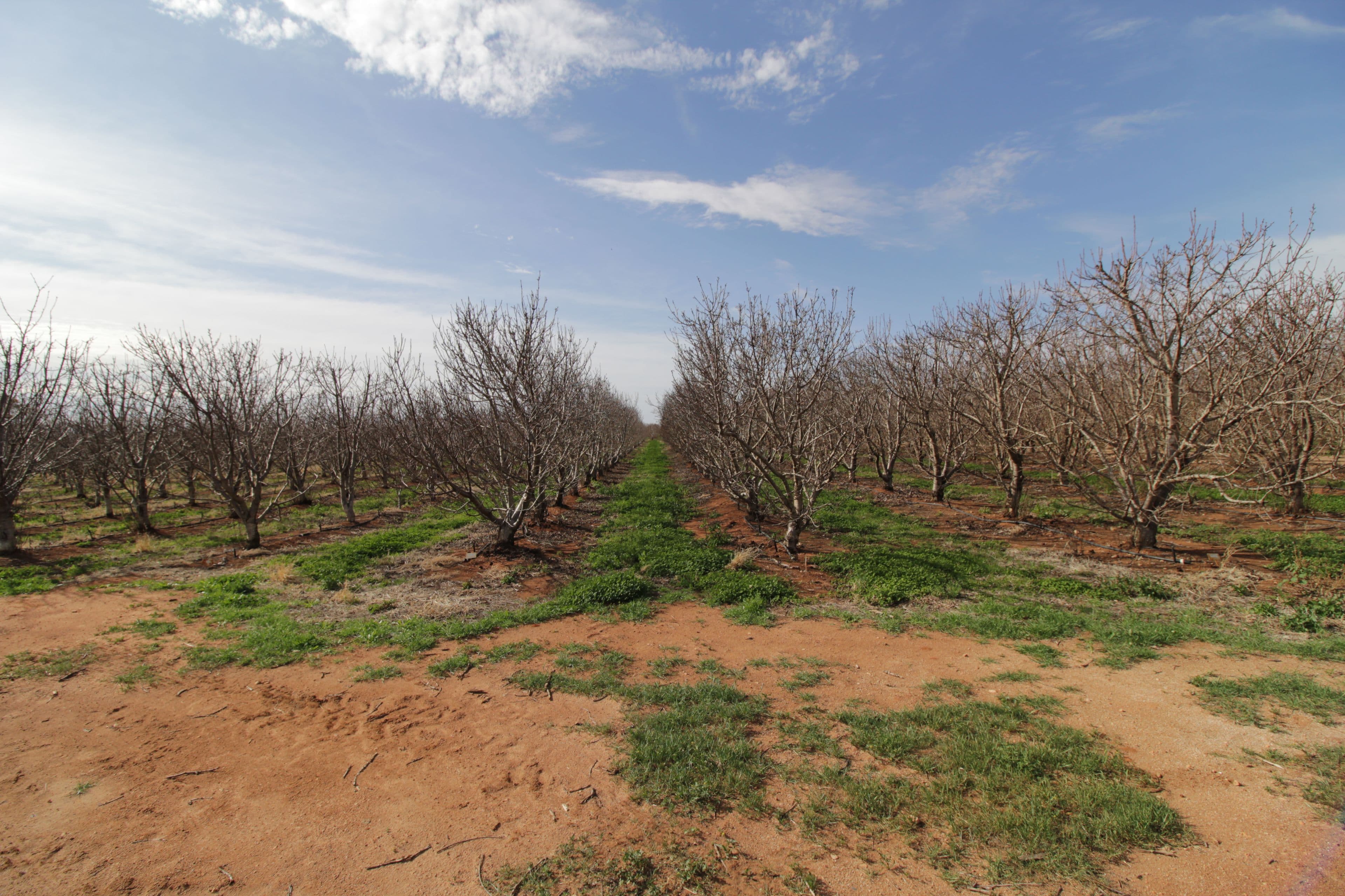 45 Dunstone Road, Barmera SA 5345, Barmera - Thumbnail 4