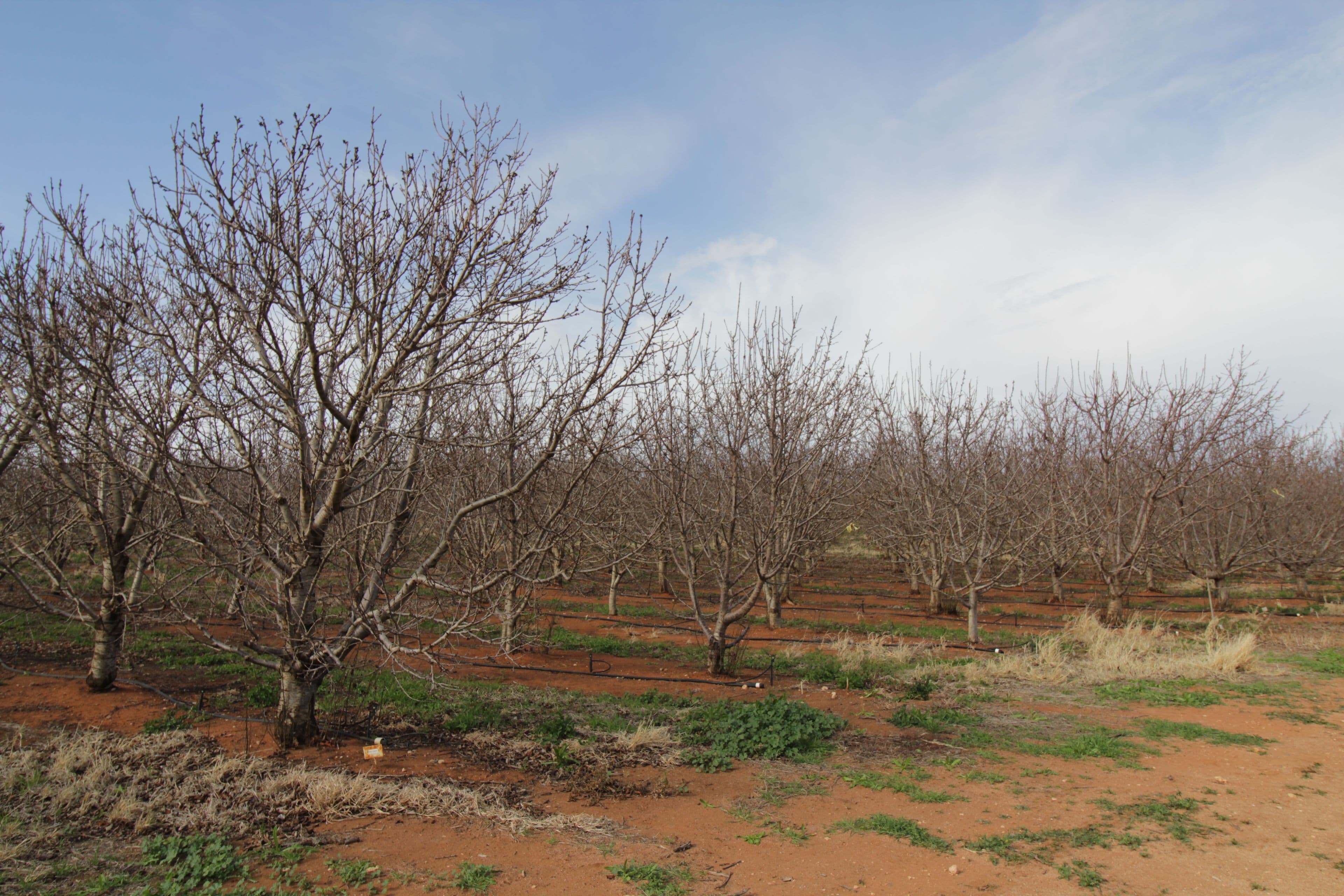 45 Dunstone Road, Barmera SA 5345, Barmera - Thumbnail 5