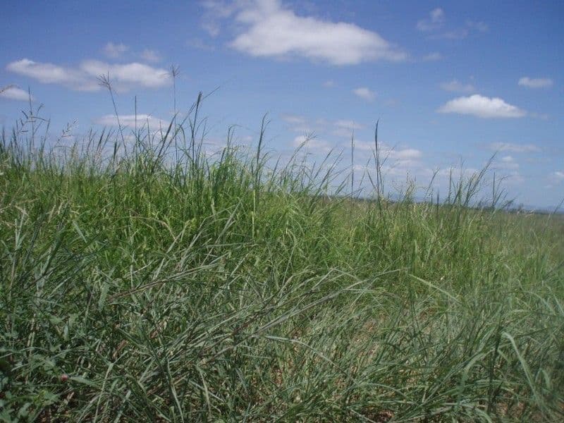 Lot 2 Ridgelands Road, ALTON DOWNS QLD 4702, Alton Downs - Thumbnail 4