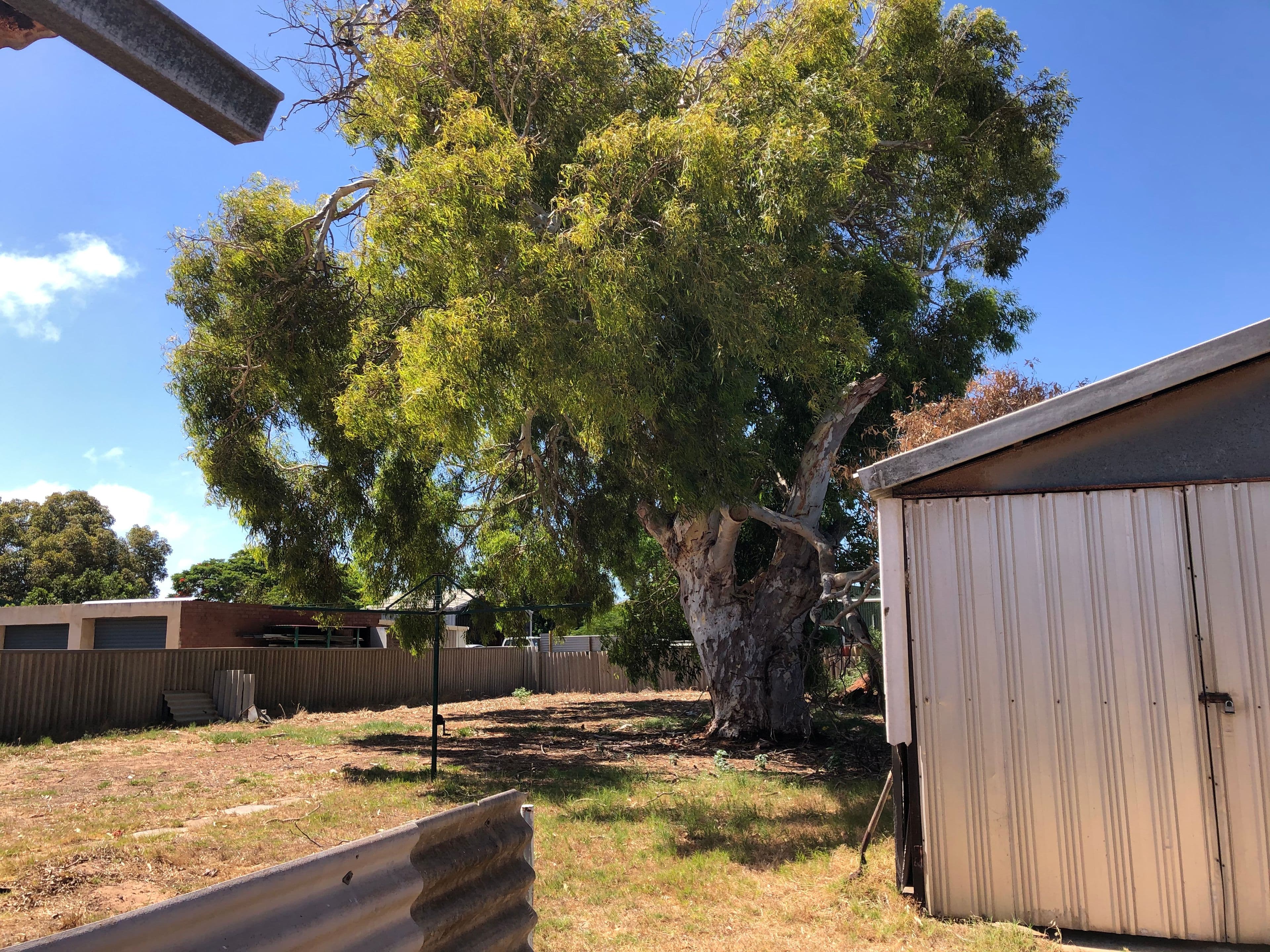 241 First Street, Wonthella WA 6530, Wonthella - Thumbnail 5