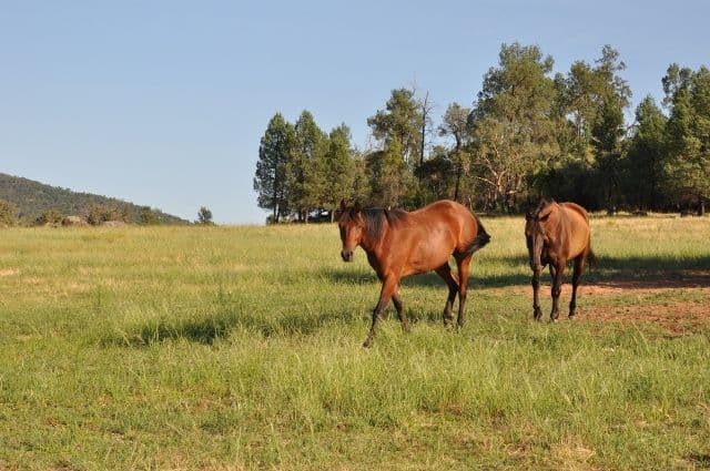 8183 The Escort Way, Eugowra NSW 2806, Eugowra - Image 1