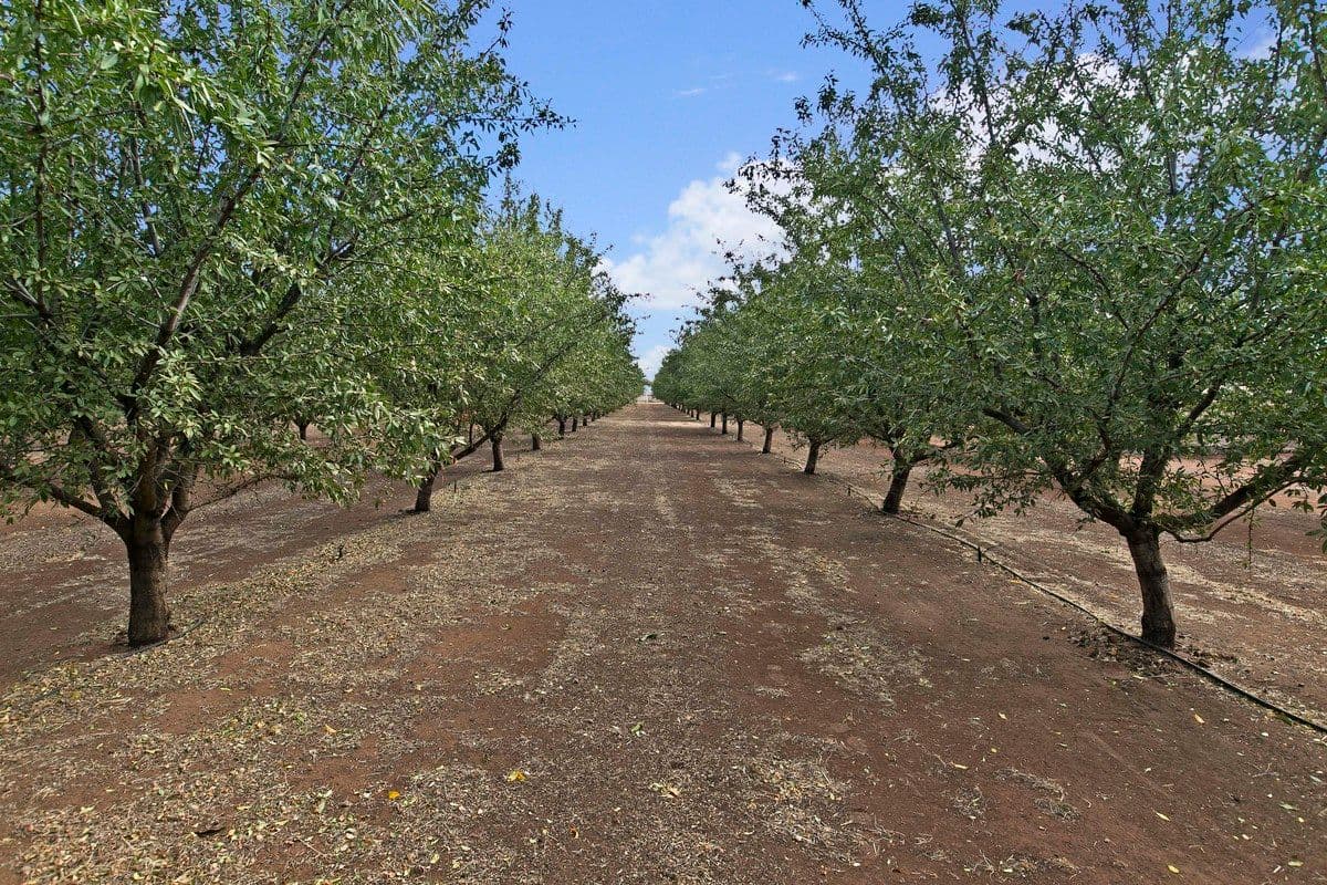 Lot 14 Wingate Road, Hillier SA 5116, Hillier - Thumbnail 2