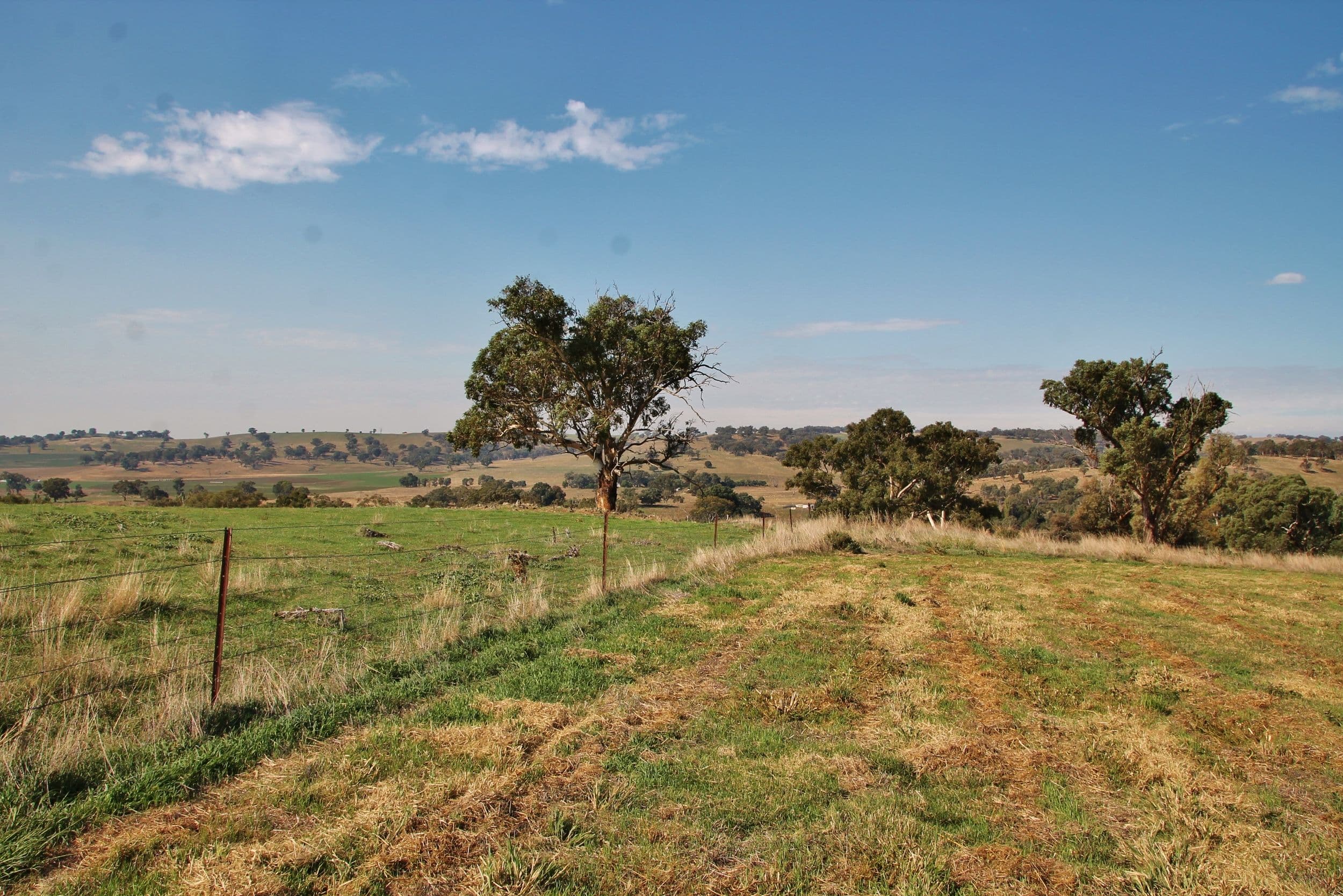 24 Hazelton Place MURRINGO via, Young NSW 2594, Young - Thumbnail 3
