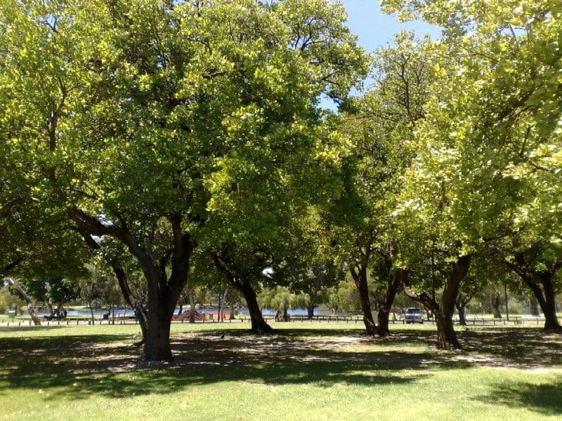2 Harrow Street, KEWDALE WA 6105, Kewdale - Thumbnail 4
