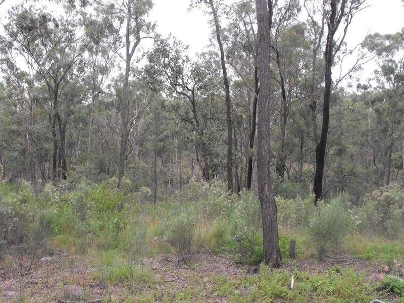 Lot 56 Forest Drive, BROOKLANDS QLD 4615, Brooklands - Thumbnail 5