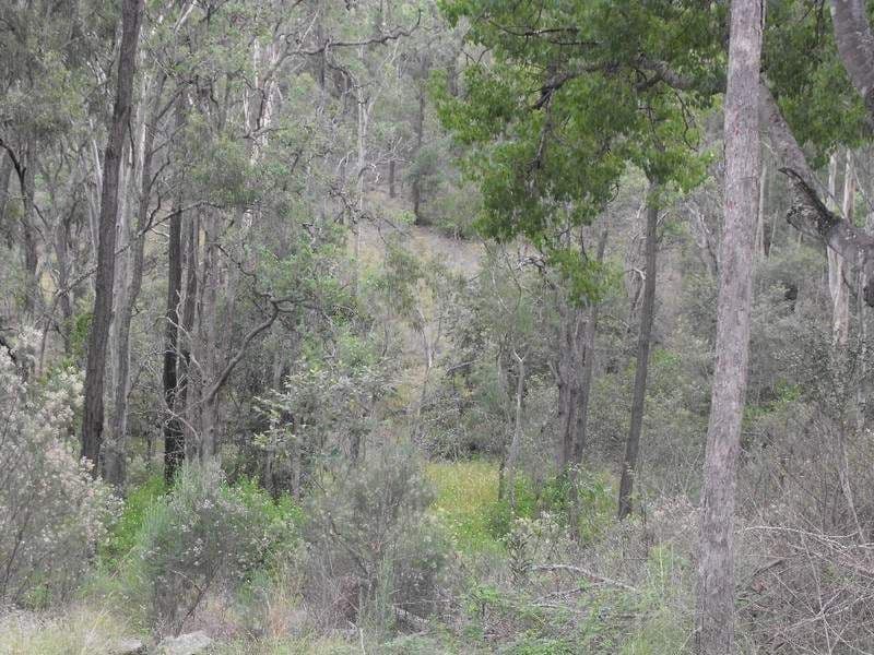Lot 56 Forest Drive, BROOKLANDS QLD 4615, Brooklands - Thumbnail 6