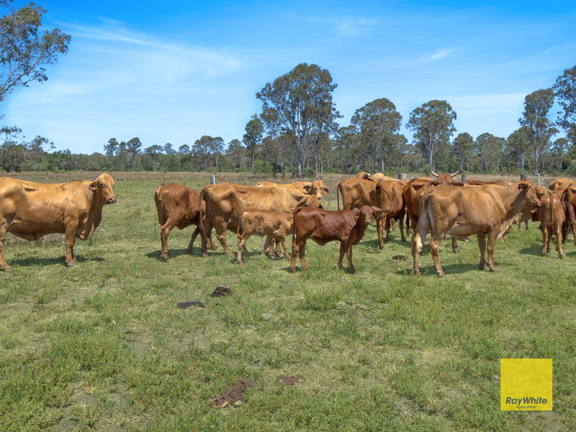240 Ballantyne Road, Captain Creek QLD 4677, Captain Creek - Thumbnail 3
