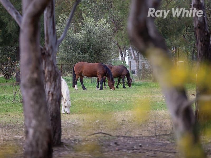 51 Molkentin Road, JINDERA NSW 2642, Jindera - Thumbnail 2
