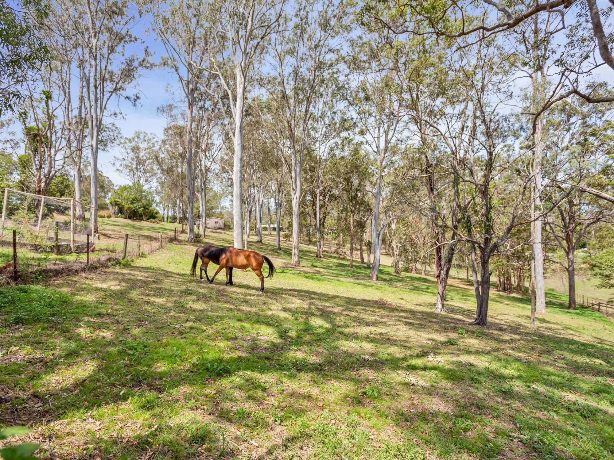 2 Messmate Court, Highvale QLD 4520, Highvale - Thumbnail 6