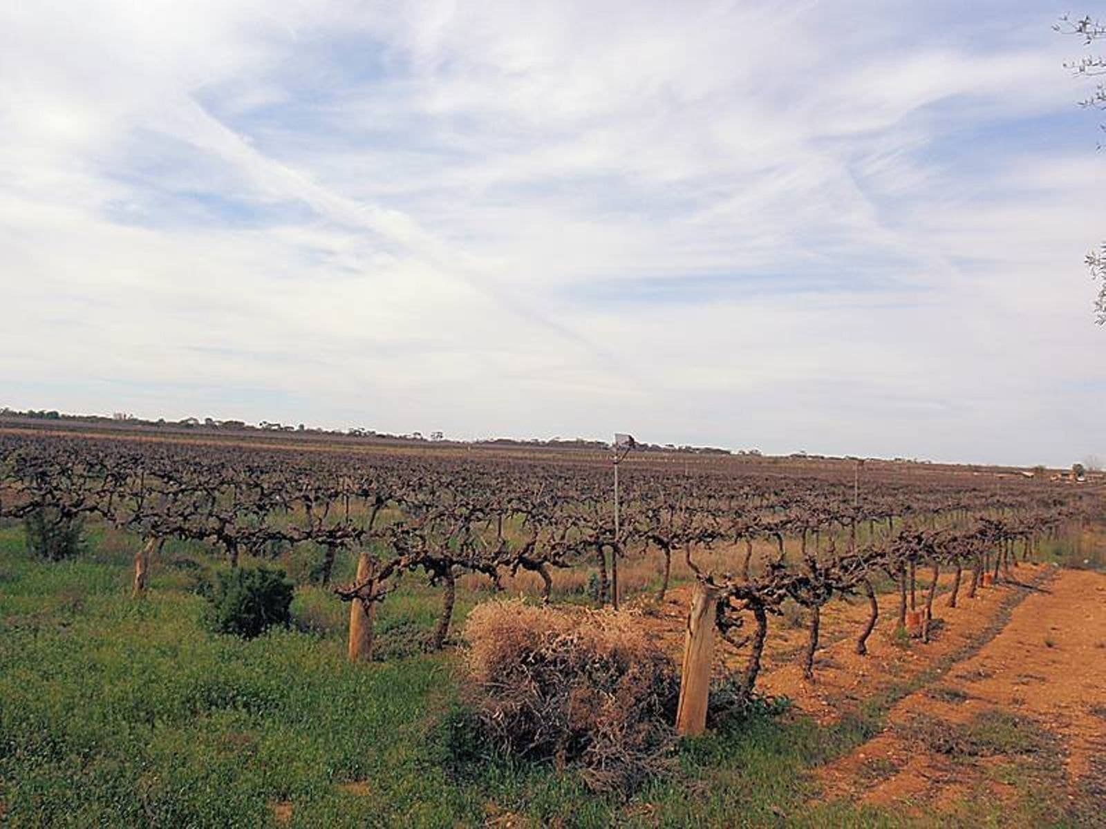 41 Sheoak Avenue, Mildura - Thumbnail 5