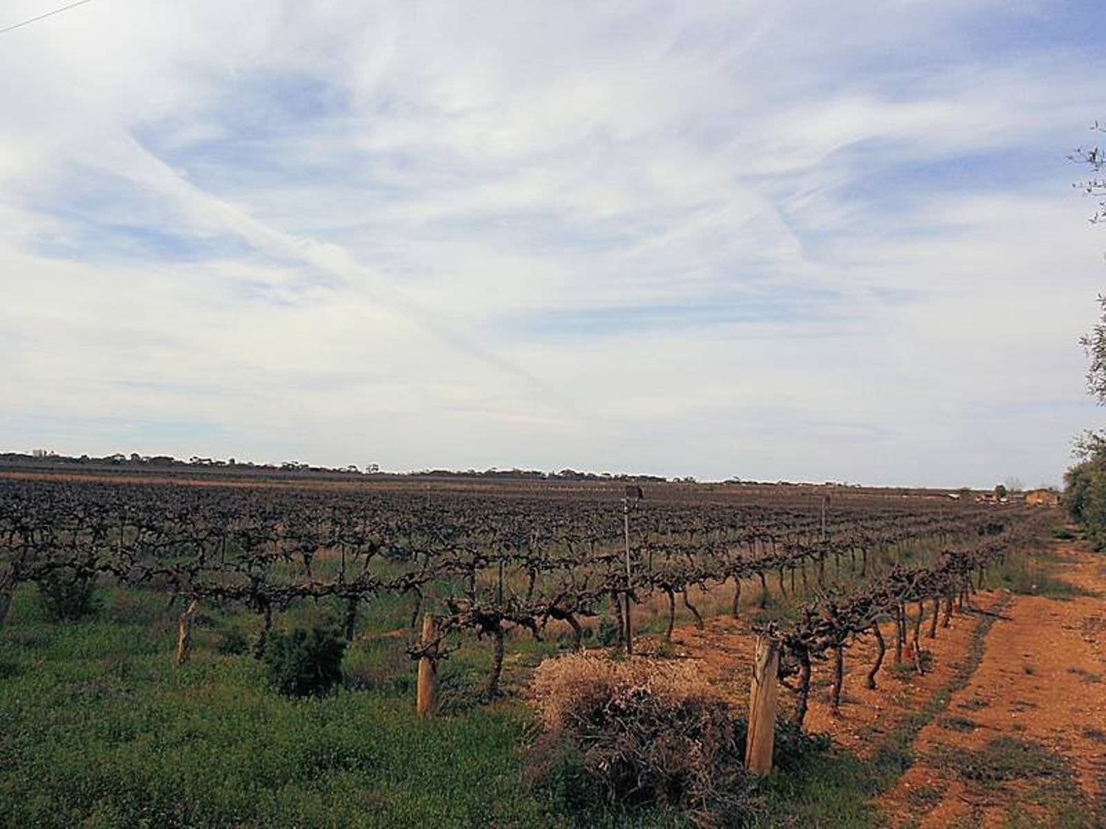 41 Sheoak Avenue, Mildura - Thumbnail 6