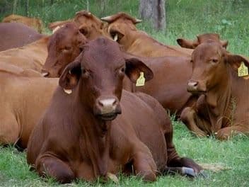 Kobble Creek QLD 4520, Kobble Creek - Thumbnail 4