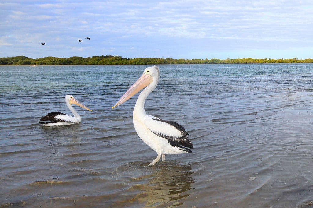 34 Cooinda Crescent, Maroochydore QLD 4558, Maroochydore - Thumbnail 7