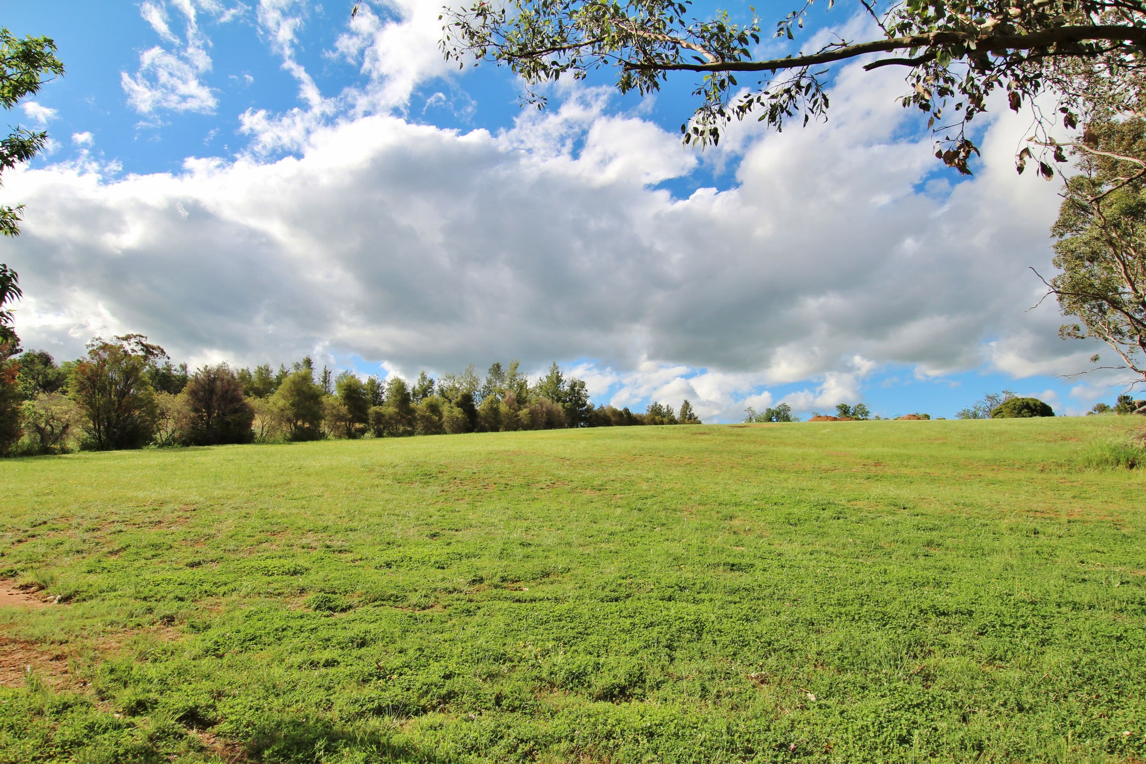 78 Whites Road, Young NSW 2594, Young - Thumbnail 3