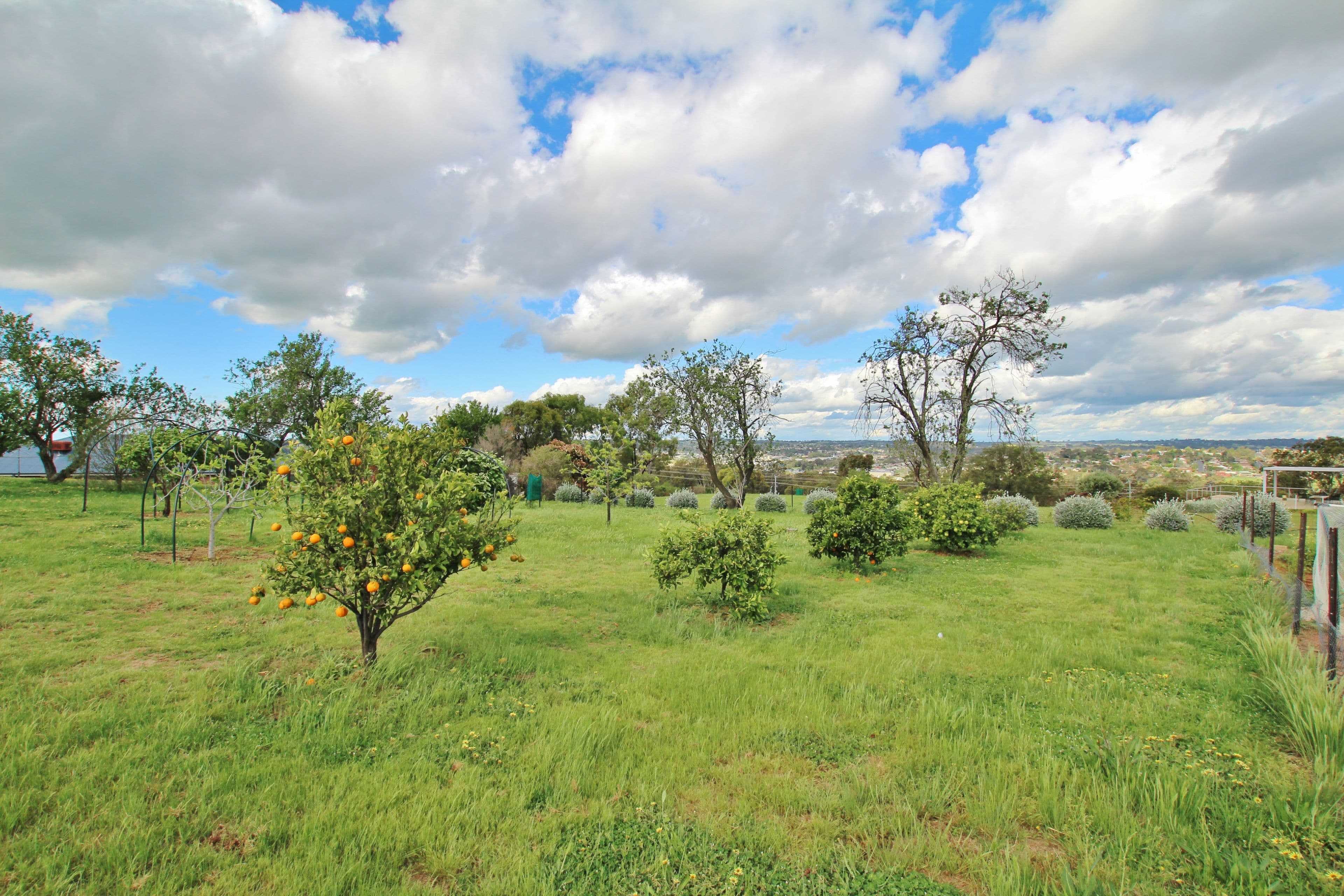 78 Whites Road, Young NSW 2594, Young - Thumbnail 6