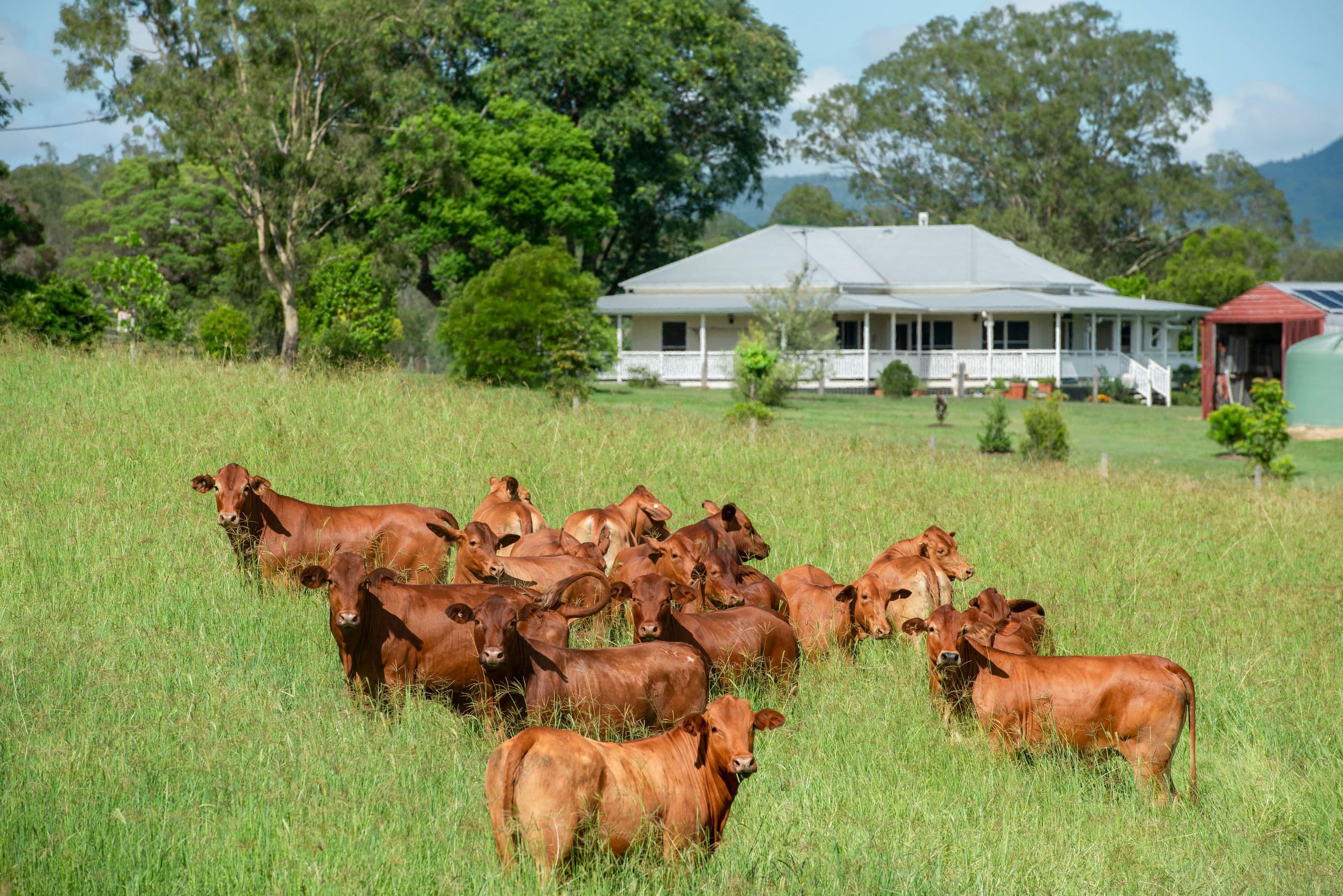 77 Mockers Road, Fairney View QLD 4306, Fairney View - Thumbnail 2