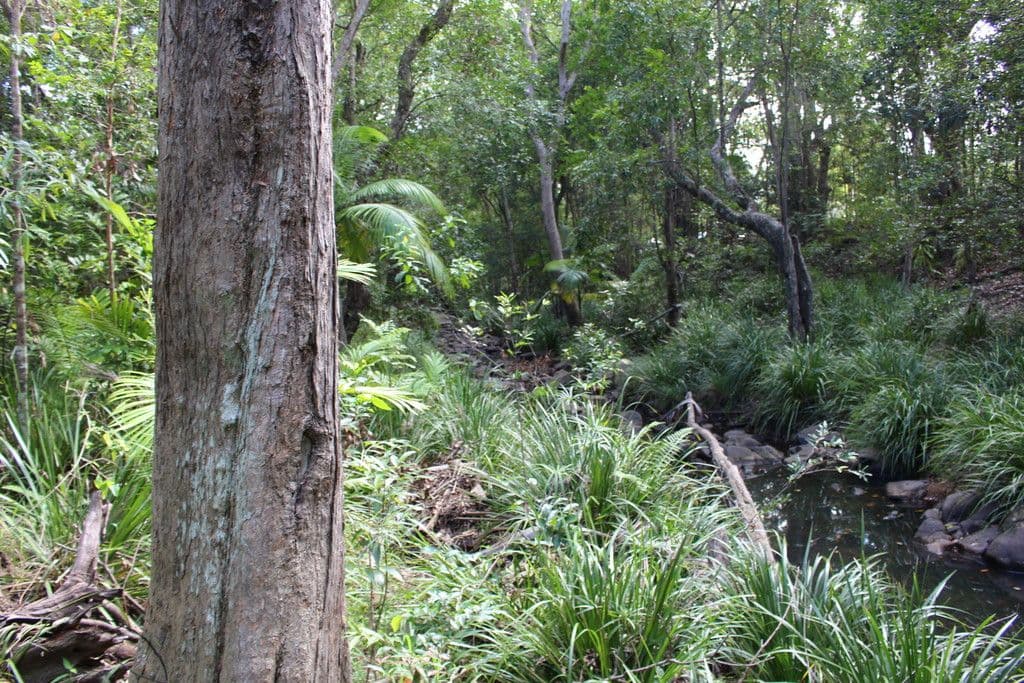 80 School Road, The Gap QLD 4061, The Gap - Thumbnail 7