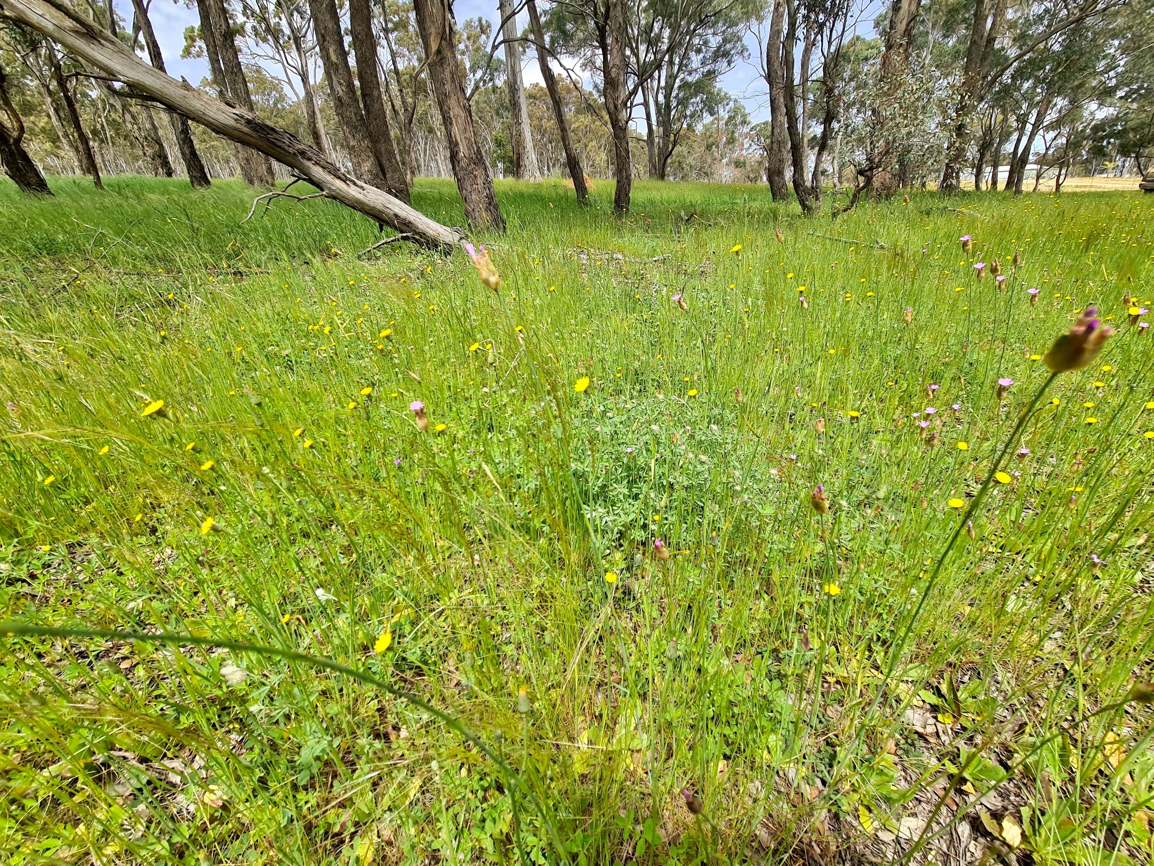233 Brooks Creek Lane, Gundaroo NSW 2620, Gundaroo - Thumbnail 2
