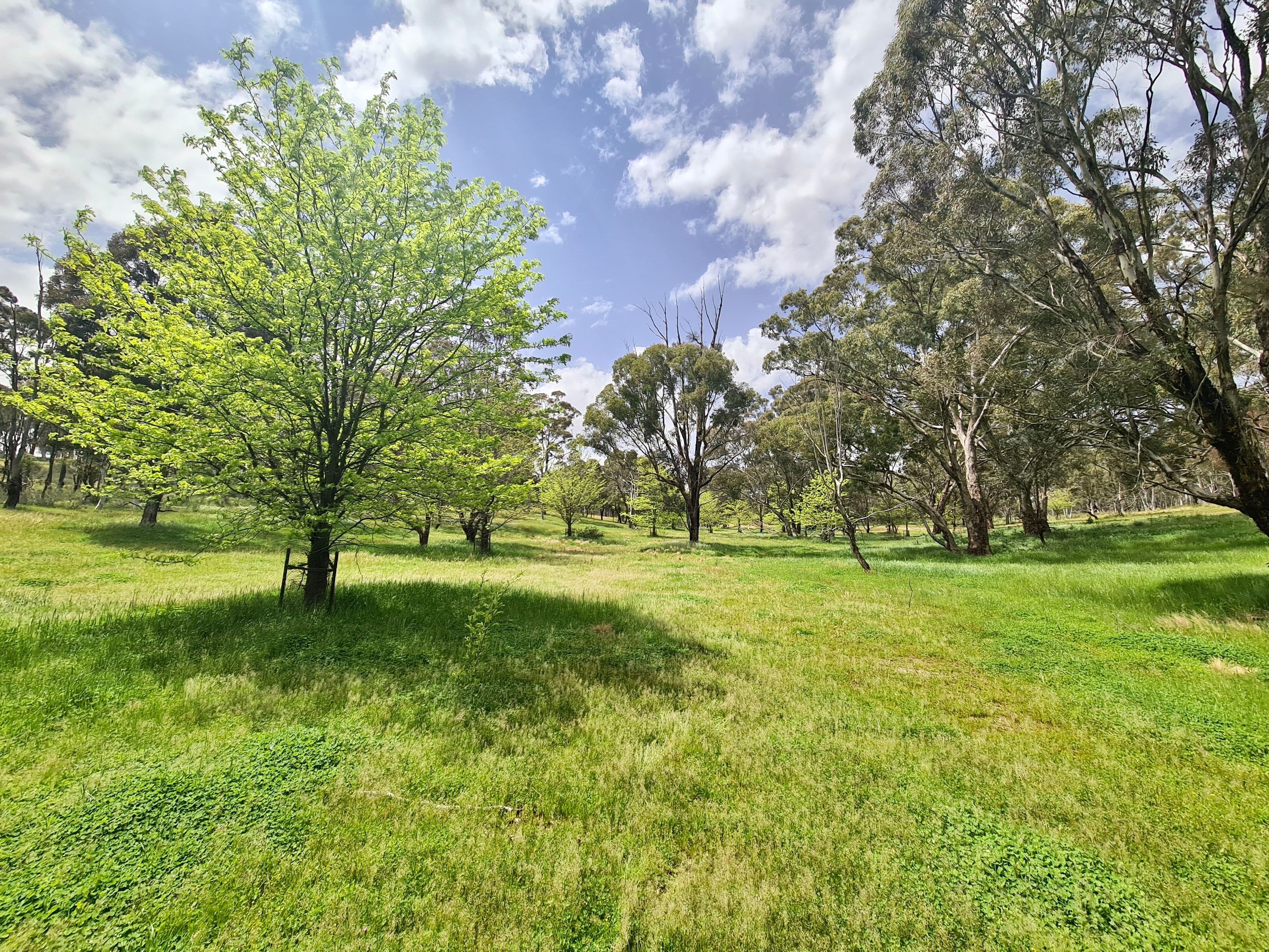 233 Brooks Creek Lane, Gundaroo NSW 2620, Gundaroo - Thumbnail 4
