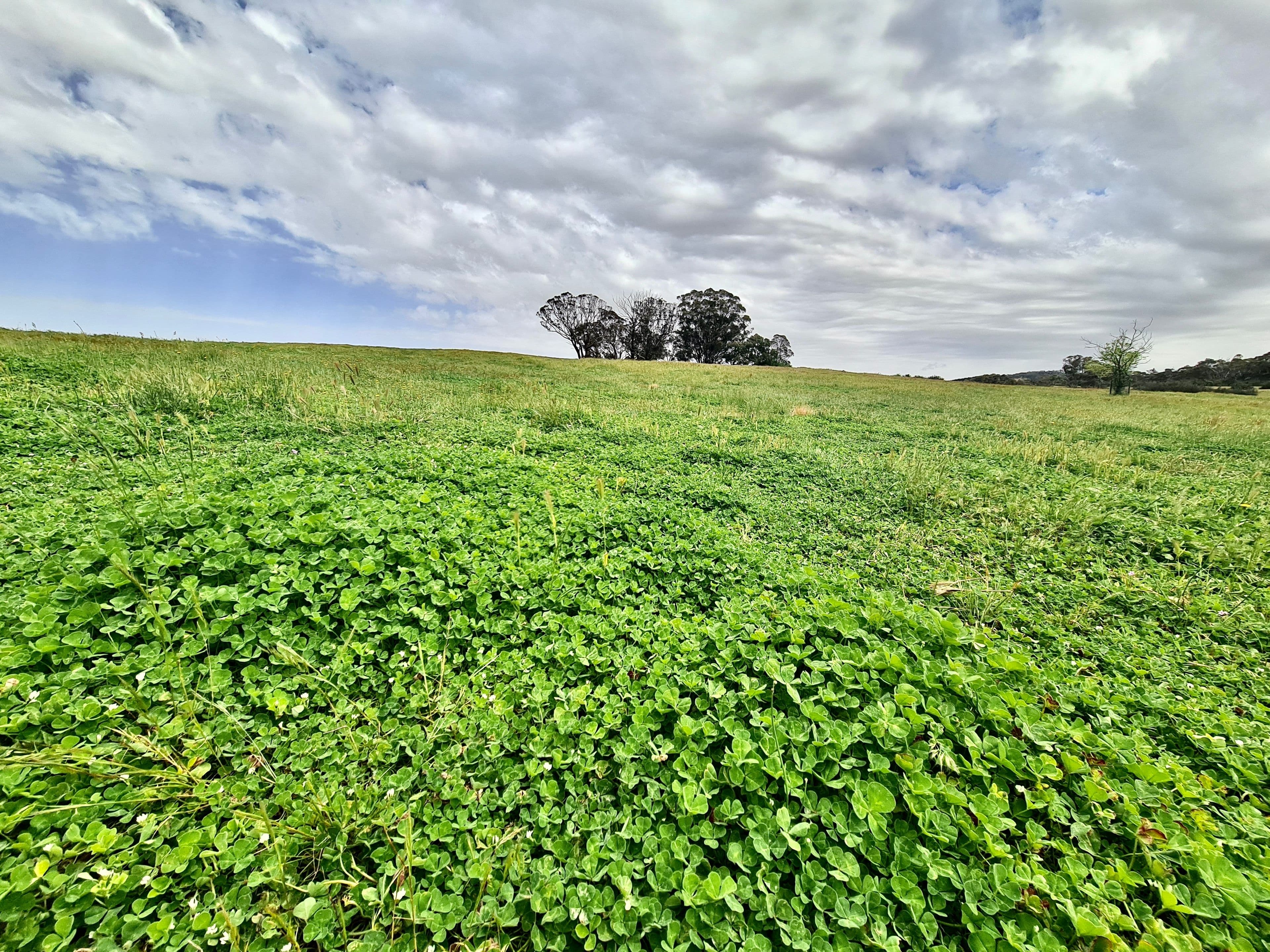 233 Brooks Creek Lane, Gundaroo NSW 2620, Gundaroo - Thumbnail 5