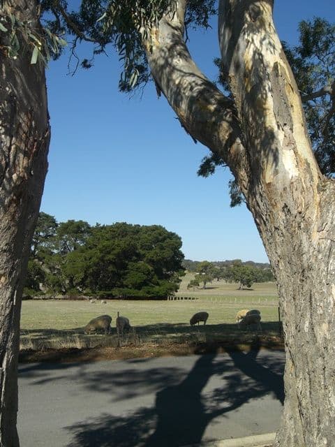 16A Barker Road, Mount Barker SA 5251, Mount Barker - Thumbnail 7