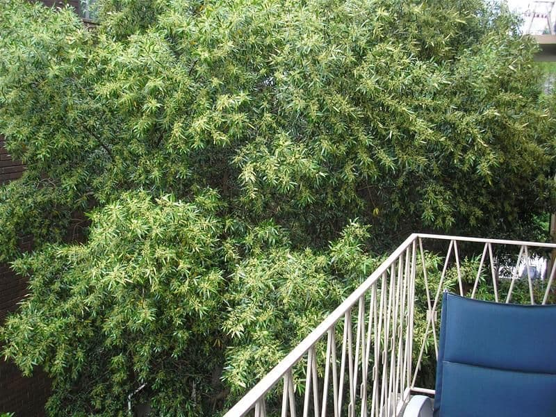 26 Addison Street, KENSINGTON NSW 2033, Kensington - Thumbnail 5