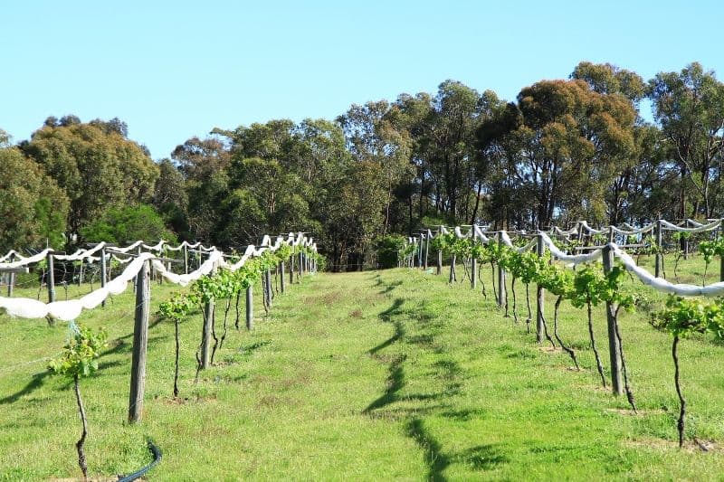 67 (Lot 58) Youngs Lane, HEATHCOTE VIC 3523, Heathcote - Thumbnail 5