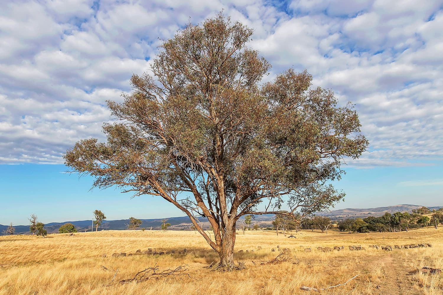 Lot 2, 51 Brooklands Road, Wallaroo NSW 2618, Wallaroo - Thumbnail 4