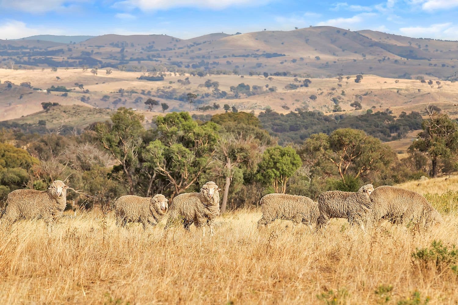 Lot 2, 51 Brooklands Road, Wallaroo NSW 2618, Wallaroo - Thumbnail 5